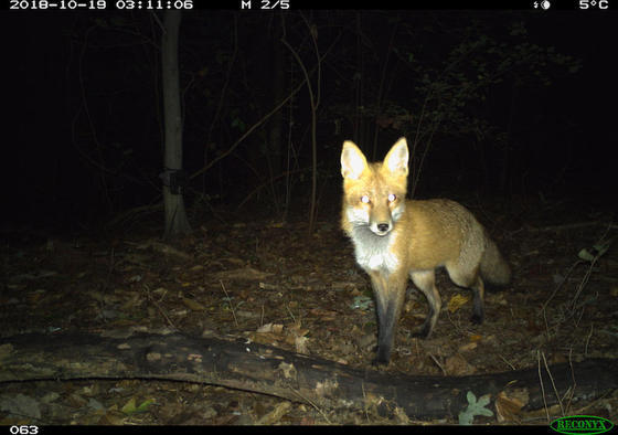 A fox standing and looking directly at the camera trap.