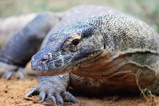 Komodo dragon lounges in the sun giving the camera a sideways glance