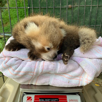 Moonlight's new cub sits on a towel on a scale.