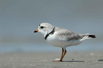 A piping plover stands on the sand by the water.